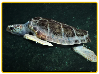 tortues de l'ile de la réunion